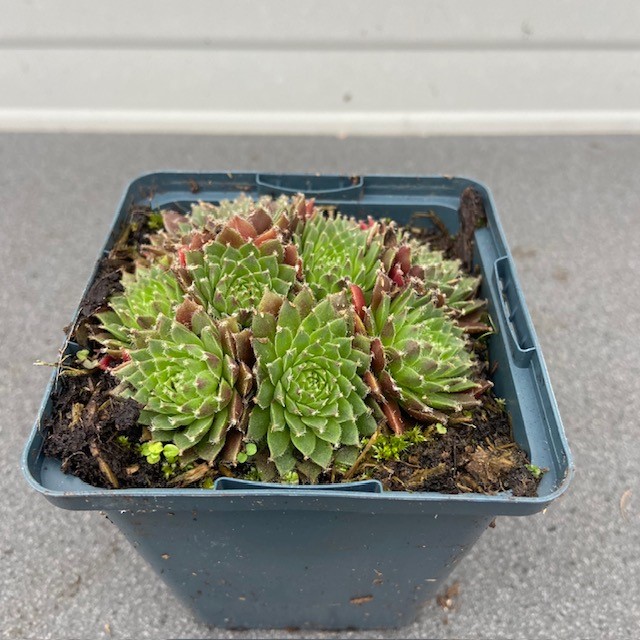 Sempervivum 'Silberkarneol' (Huislook of vetkruid)