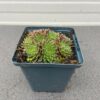 Sempervivum 'Silberkarneol' (Huislook of vetkruid)