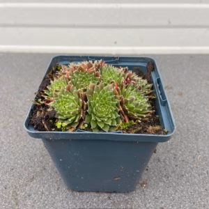 Sempervivum 'Silberkarneol' (Huislook of vetkruid)