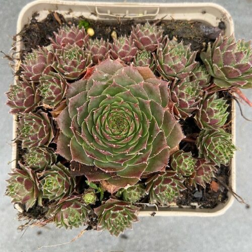 Sempervivum 'Granat' (Huislook of vetkruid)