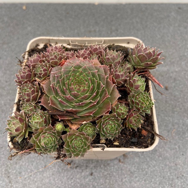 Sempervivum 'Granat' (Huislook of vetkruid)