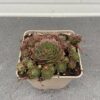 Sempervivum 'Granat' (Huislook of vetkruid)