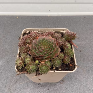 Sempervivum 'Granat' (Huislook of vetkruid)