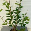 Ligusturm 'Ovalifolium' (Ligustur)
