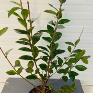 Ligusturm 'Ovalifolium' (Ligustur)