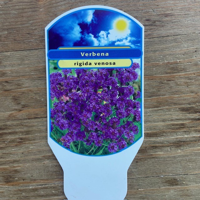 Verbena rigida (Ijzerhard)