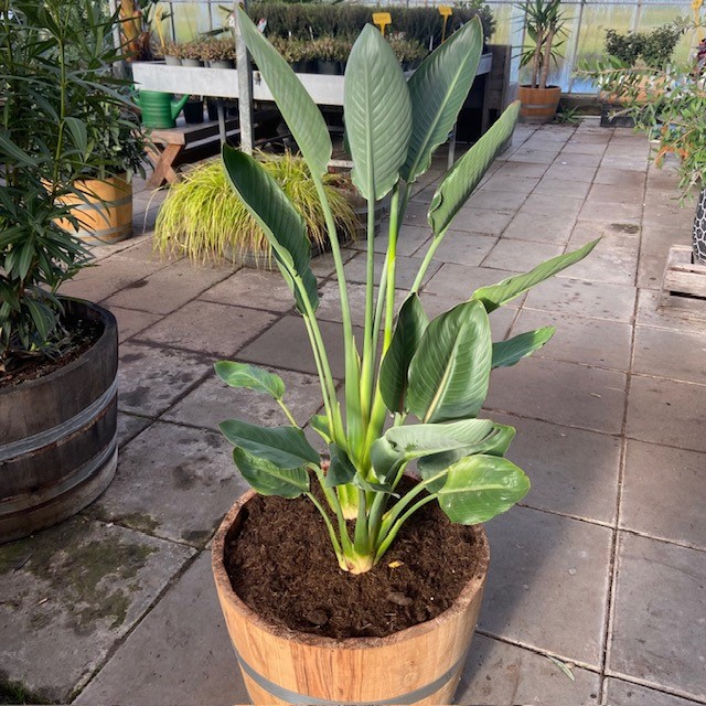 Half portvat van 55 liter beplant met Strelitzia reginae (Paradijsvogelplant)