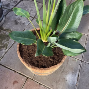 Half portvat van 55 liter beplant met Strelitzia reginae (Paradijsvogelplant)