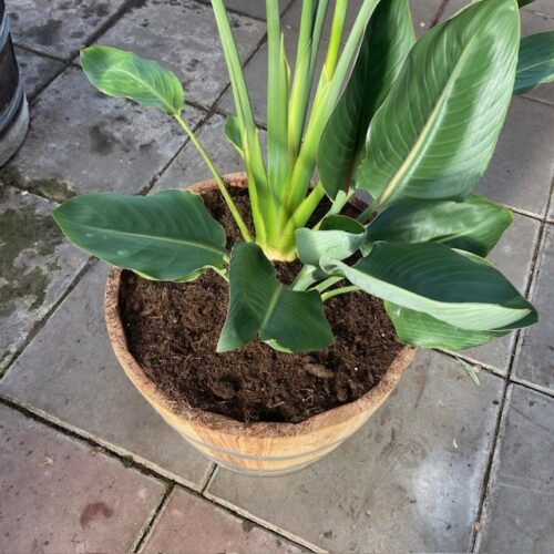 Half portvat van 55 liter beplant met Strelitzia reginae (Paradijsvogelplant)