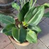 Half portvat van 55 liter beplant met Strelitzia reginae (Paradijsvogelplant)