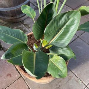 Half portvat van 55 liter beplant met Strelitzia reginae (Paradijsvogelplant)