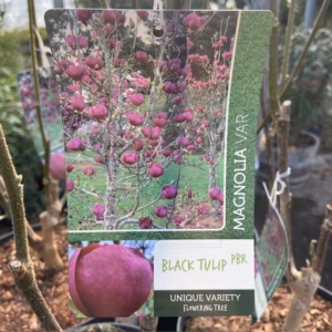 Magnolia Black Tulip (Beverboom)