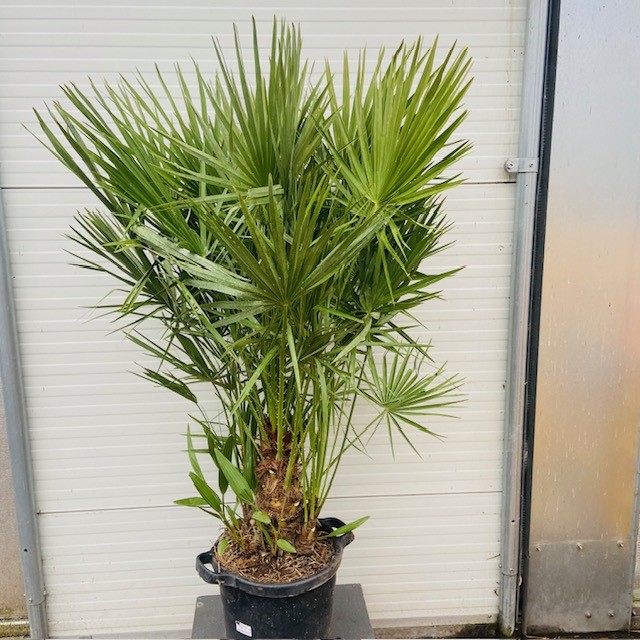 Chamaerops humilis (Europese dwergpalm) 140 cm