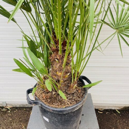 Chamaerops humilis (Europese dwergpalm) 140 cm