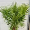 Chamaerops humilis (Europese dwergpalm) 140 cm