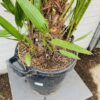 Chamaerops humilis (Europese dwergpalm) 140 cm