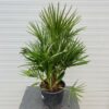 Chamaerops humilis (Europese dwergpalm) 60 cm