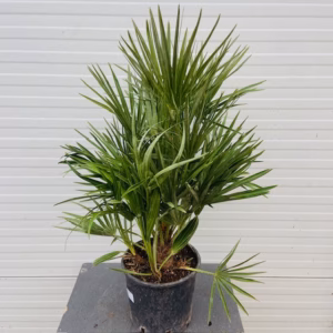 Chamaerops humilis (Europese dwergpalm) 60 cm