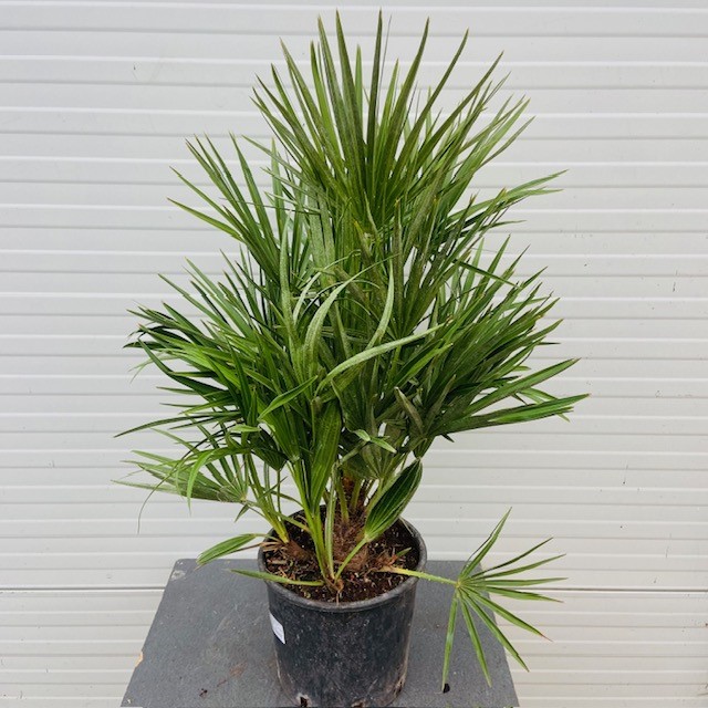 Chamaerops humilis (Europese dwergpalm) 60 cm