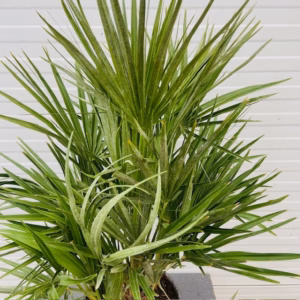 Chamaerops humilis (Europese dwergpalm) 60 cm