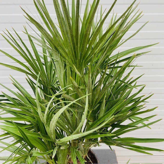 Chamaerops humilis (Europese dwergpalm) 60 cm