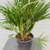 Chamaerops humilis (Europese dwergpalm) 60 cm