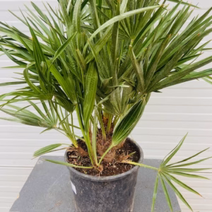 Chamaerops humilis (Europese dwergpalm) 60 cm