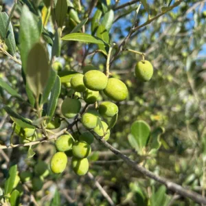 Olea europaea (Olijfboom)