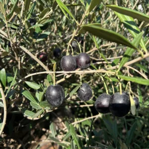 Olea europaea (Olijfboom)