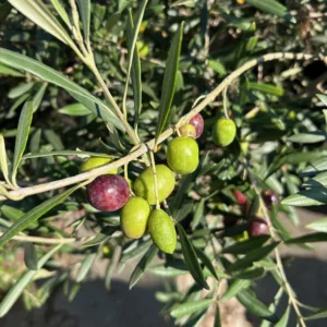 Olea europaea (Olijfboom)