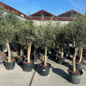 Olea europaea (Olijfboom)