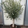 Olea europaea (Olijfboom) potmaat 53 cm