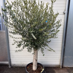 Olea europaea (Olijfboom) potmaat 53 cm