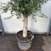 Olea europaea (Olijfboom) potmaat 53 cm