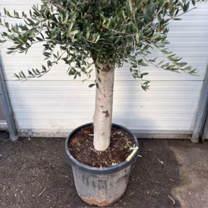Olea europaea (Olijfboom) potmaat 53 cm