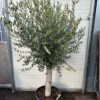 Olea europaea (Olijfboom) potmaat 53 cm