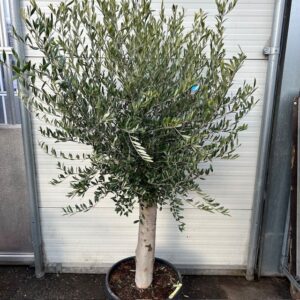 Olea europaea (Olijfboom) potmaat 53 cm