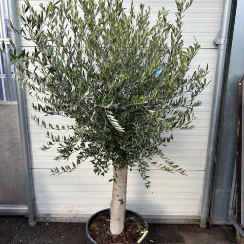 Olea europaea (Olijfboom) potmaat 53 cm