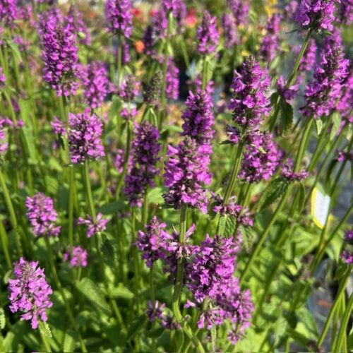 Stachys monieri 'Hummelo' (Andorn)