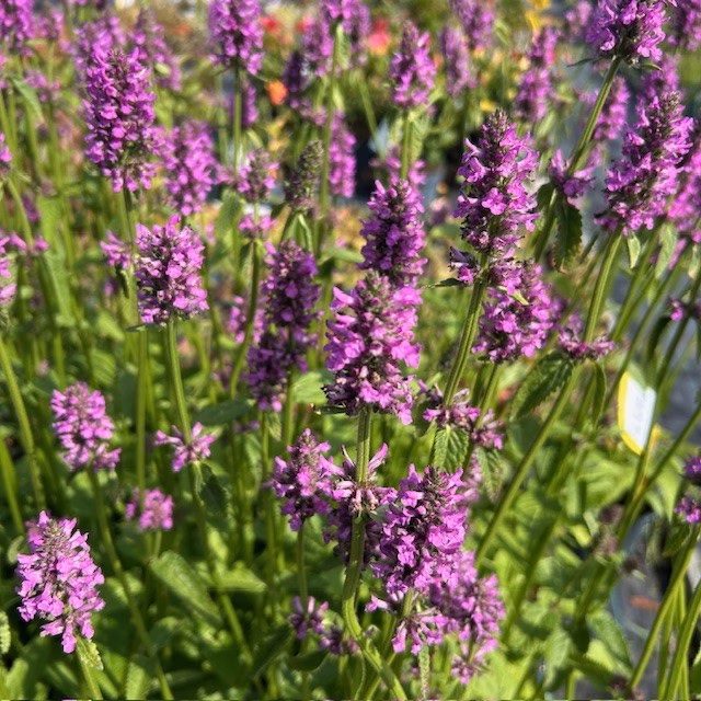 Stachys monieri 'Hummelo' (Andorn)