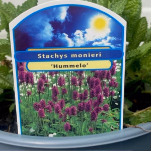 Stachys monieri 'Hummelo' (Andorn)
