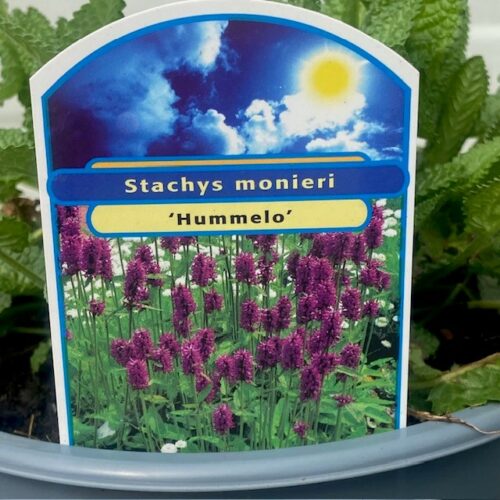 Stachys (Andoorn)