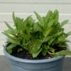 Stachys monieri 'Hummelo' (Andorn)