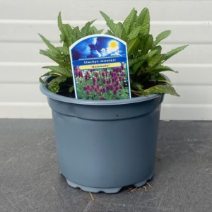 Stachys monieri 'Hummelo' (Andorn)