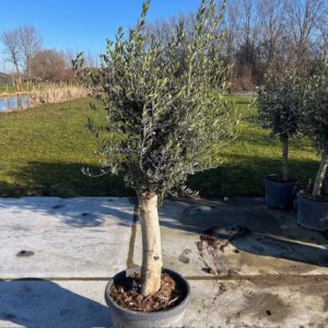 Olea europaea (Olijfboom) potmaat 53 cm (P53)