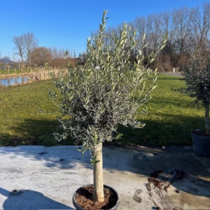 Olea europaea (Olijfboom) potmaat 53 cm (P53)