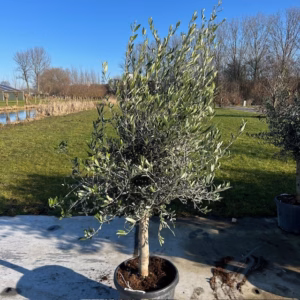 Olea europaea (Olijfboom) potmaat 53 cm (P53)