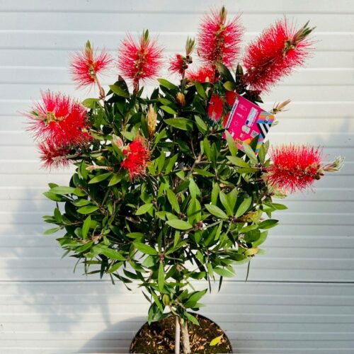 Callistemon Citrinus (lampenpoetser) op stam 50 cm