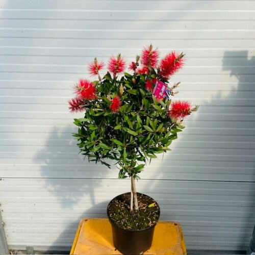 Callistemon Citrinus (lampenpoetser) op stam 50 cm