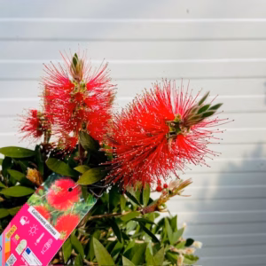 Callistemon Citrinus (lampenpoetser) op stam 50 cm